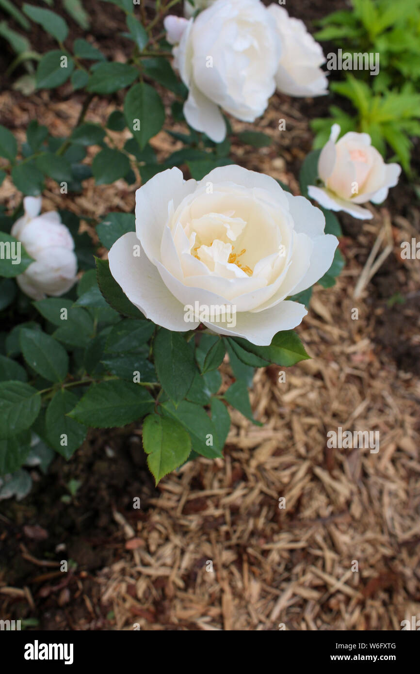 Jardin Blanc Rose Thé Banque D'Images