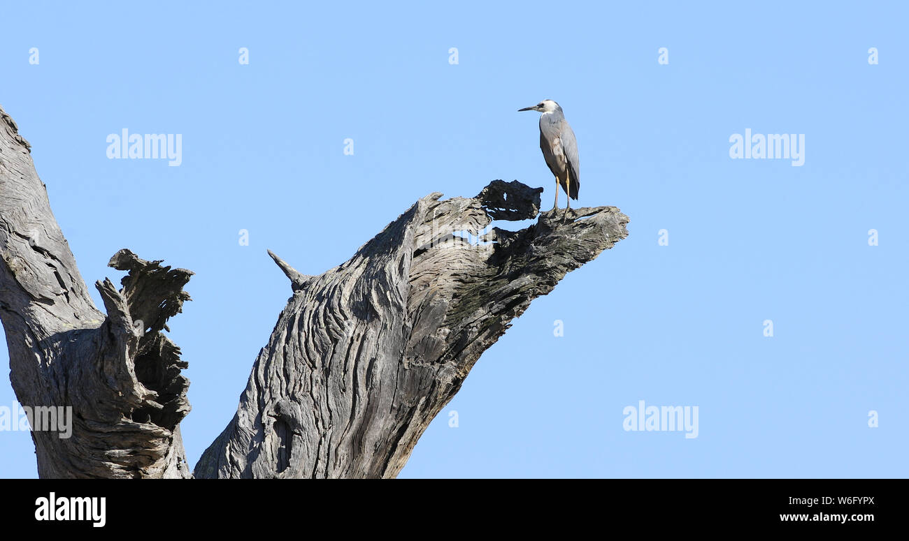 Une Aigrette à face blanche, Egretta novaehollandiae, dans d'énormes dead Gum Tree Banque D'Images