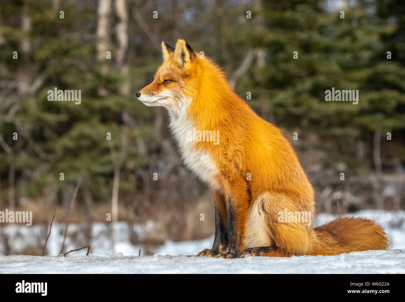 Renard roux (Vulpes vulpes) assis dans la neige. La famille Fox a souvent été vue ici près de Campbell Creek et voyageant sur la piste cyclable de la ville Banque D'Images