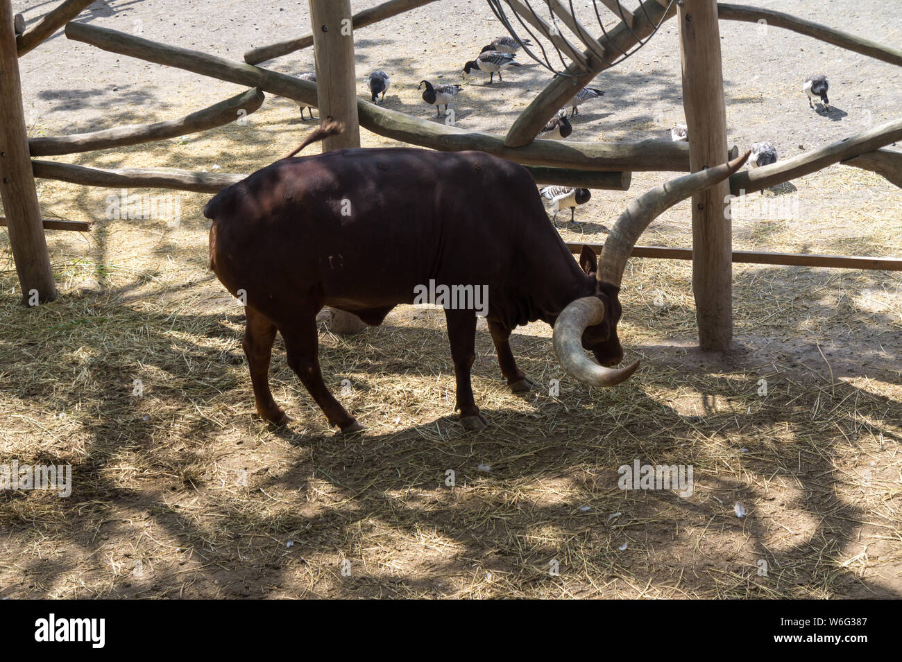 Vache africaine avec Big Horn Banque D'Images