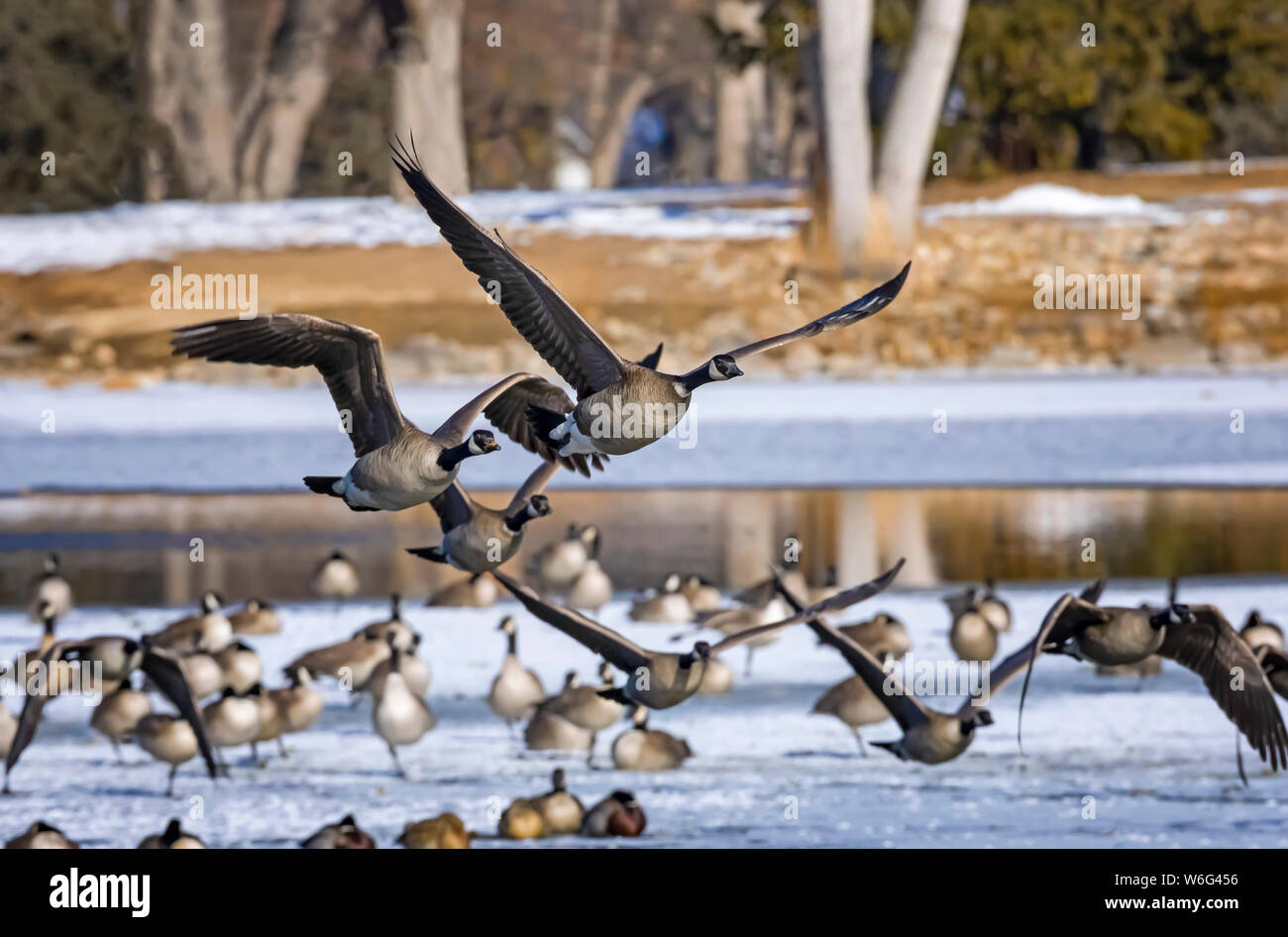 Bernaches du Canada (Branta canadensis) prendre le vol tandis que les oies et les canards se tiennent sur la neige et de la glace en arrière-plan Banque D'Images