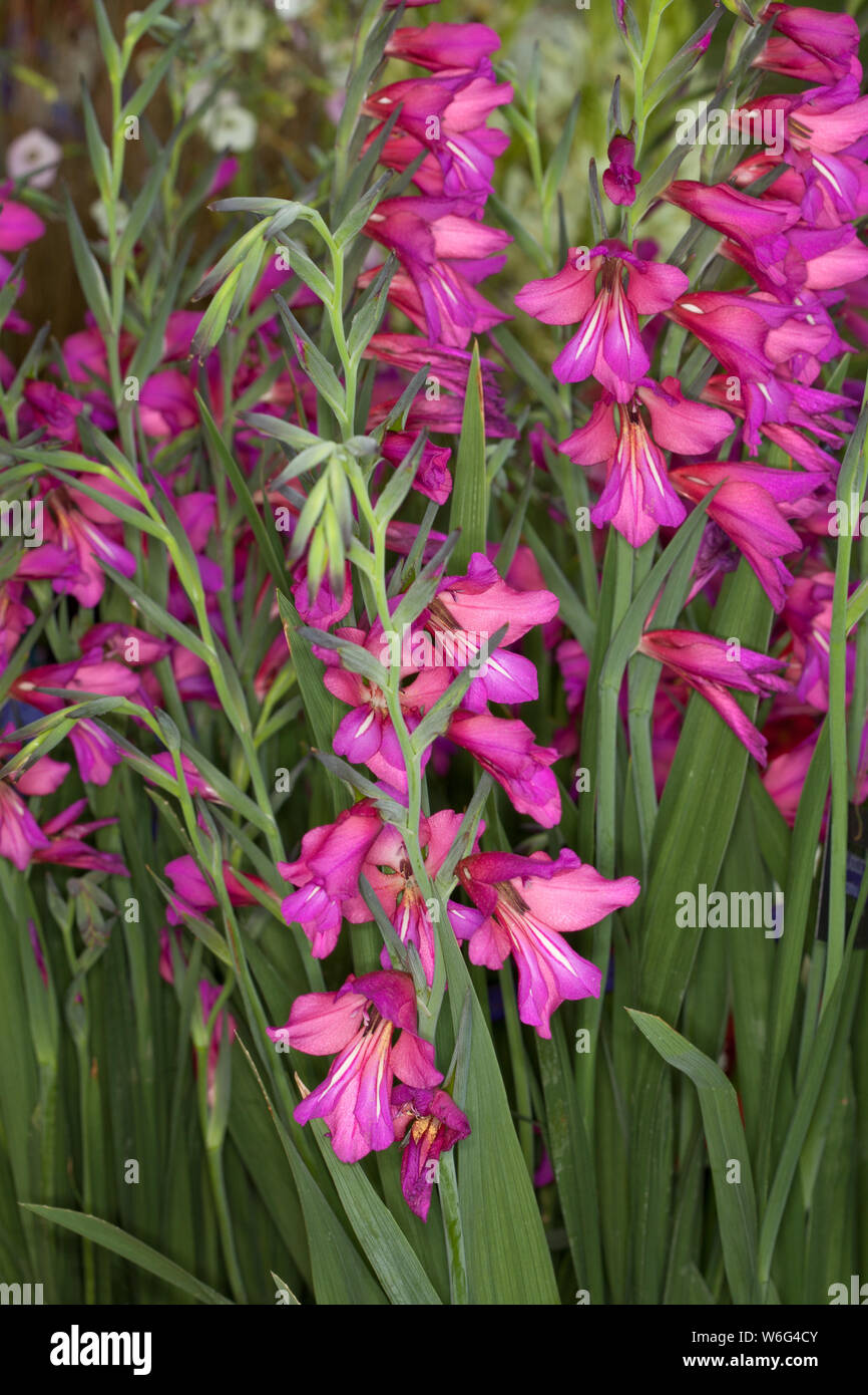 Gladiolus communis subsp. byzantinus Banque D'Images