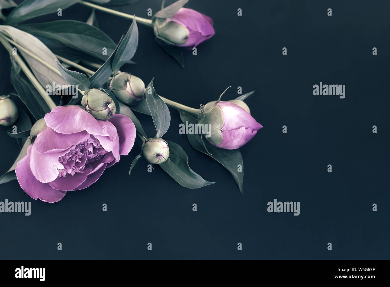 Magnifiques fleurs roses et boutons de pivoines entourée de feuilles vertes sur fond noir. Banque D'Images