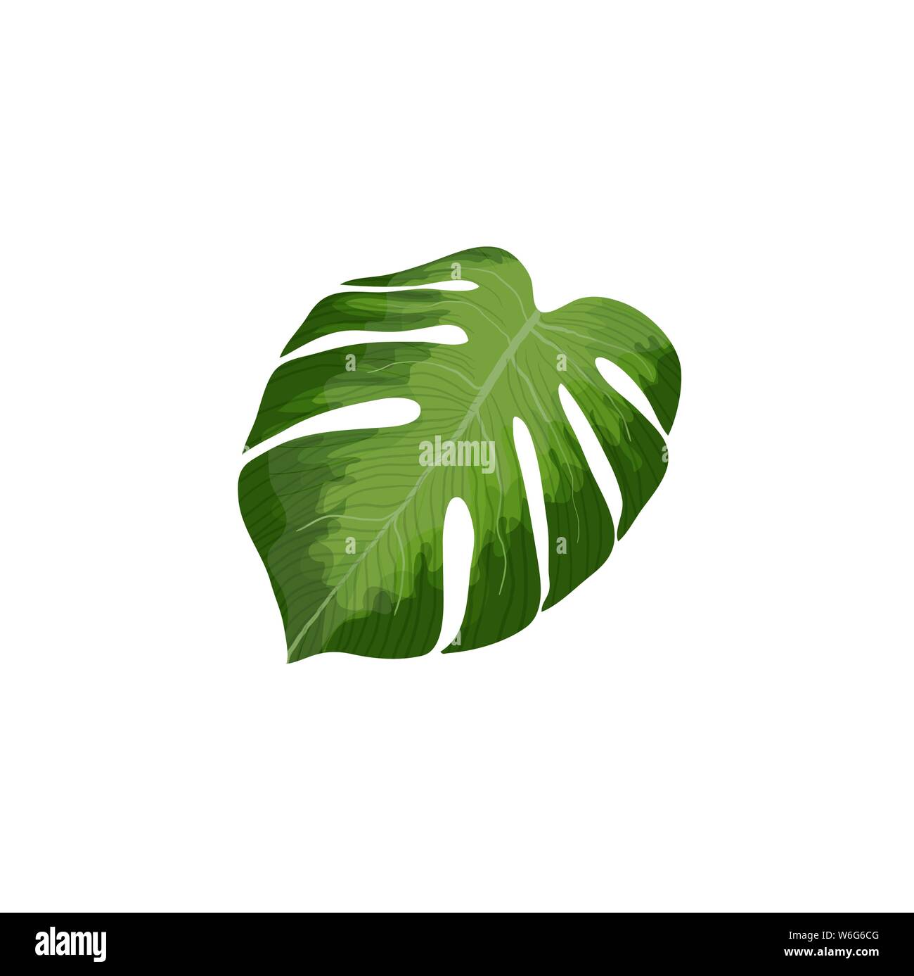 Feuille de palmier vert Monstera vector isolated on white background. Illustration de l'Hawaiian tropical et objet unique pour la conception Illustration de Vecteur