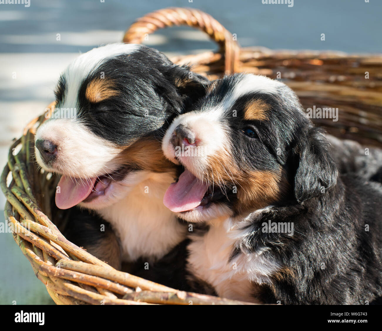 Cute chiens Chiots Bouvier Bernois dans panier. Banque D'Images