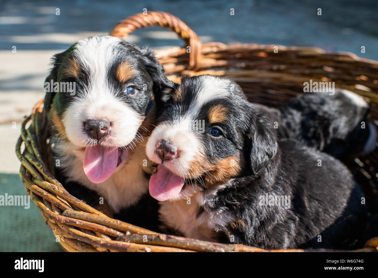 Cute chiens Chiots Bouvier Bernois dans panier. Banque D'Images