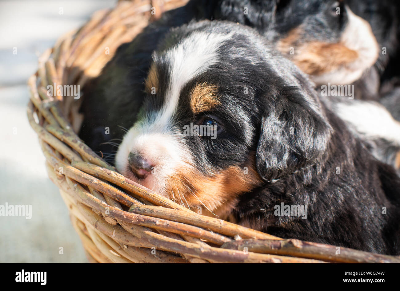 Cute chiens Chiots Bouvier Bernois dans panier. Banque D'Images