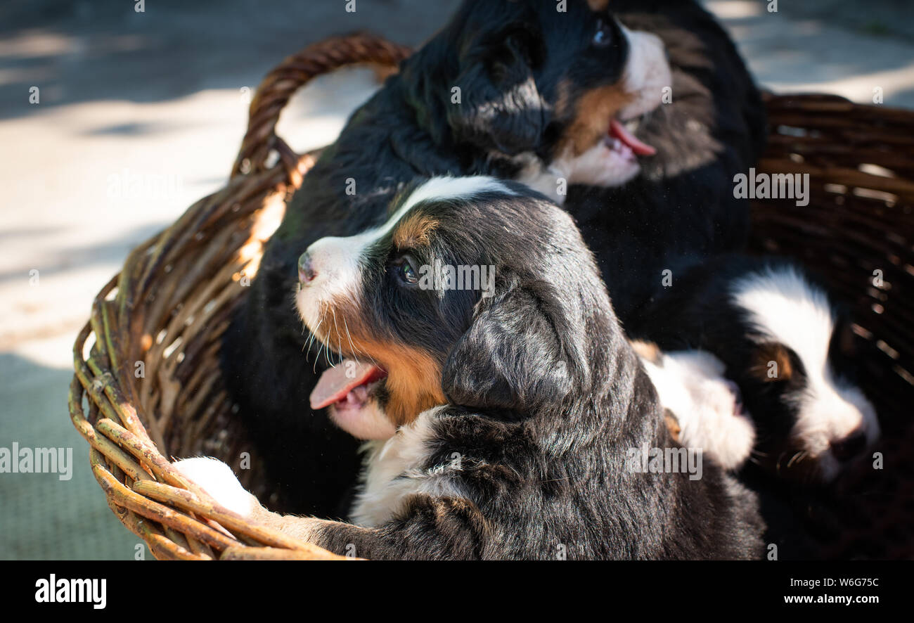 Cute chiens Chiots Bouvier Bernois dans panier. Banque D'Images