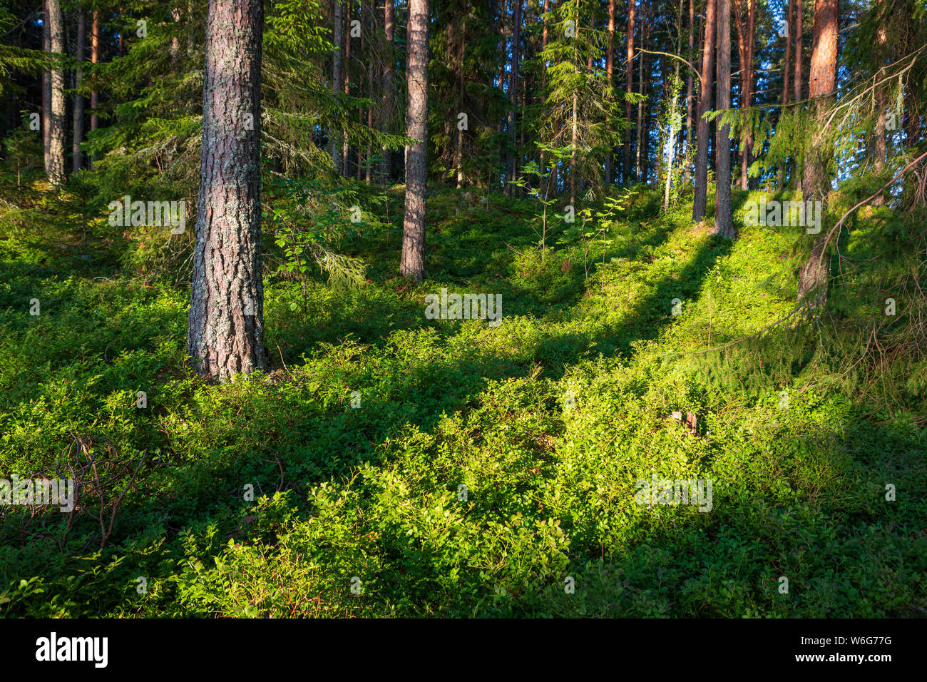 Belle forêt finlandaise au lever du soleil paysage lumière Banque D'Images