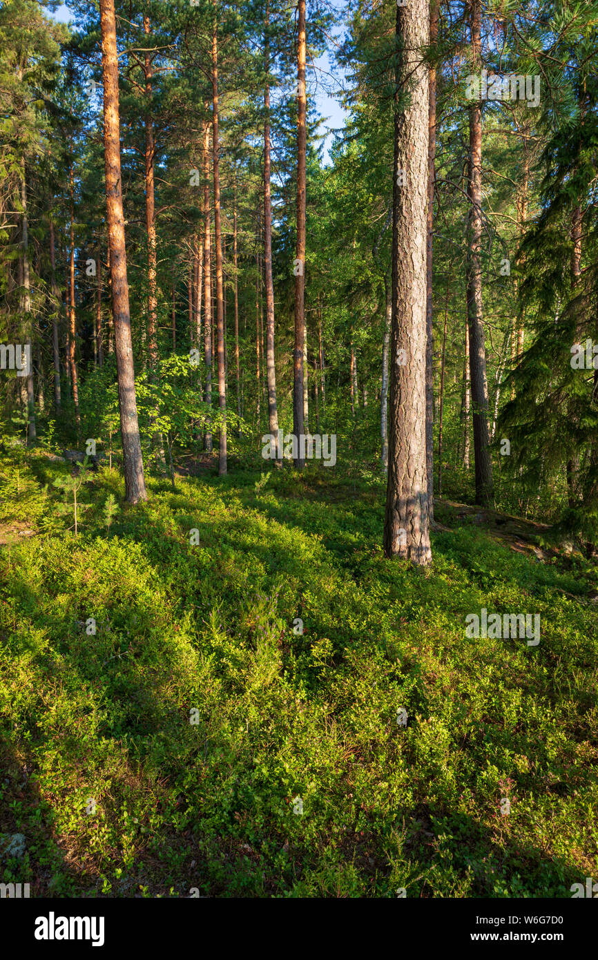 Belle forêt finlandaise au lever du soleil paysage lumière Banque D'Images