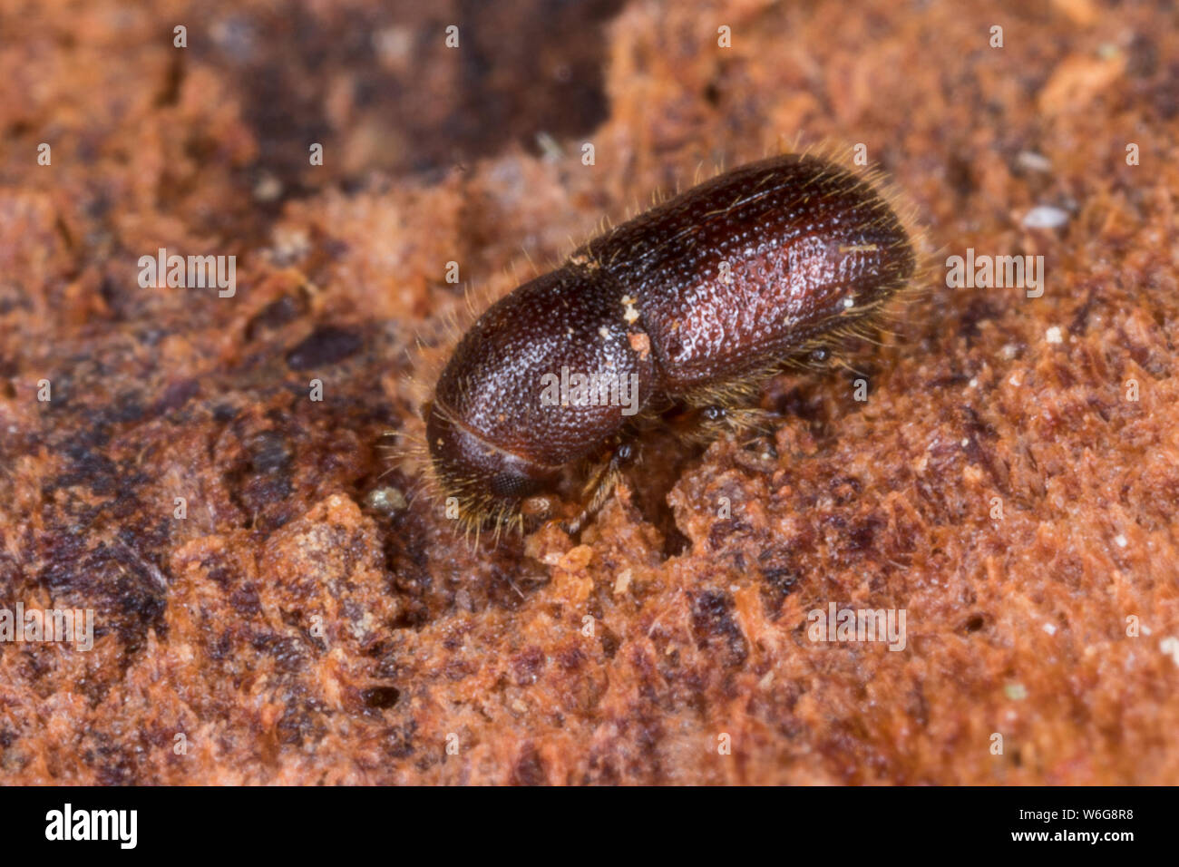 Fichten-Borkenkäfer Zottiger Fichtenborkenkäfer, Zottiger, Zottenborkenkäfer Zotten-Borkenkäfer, Dryocoetes autographus, pubescente, de l'épinette Banque D'Images