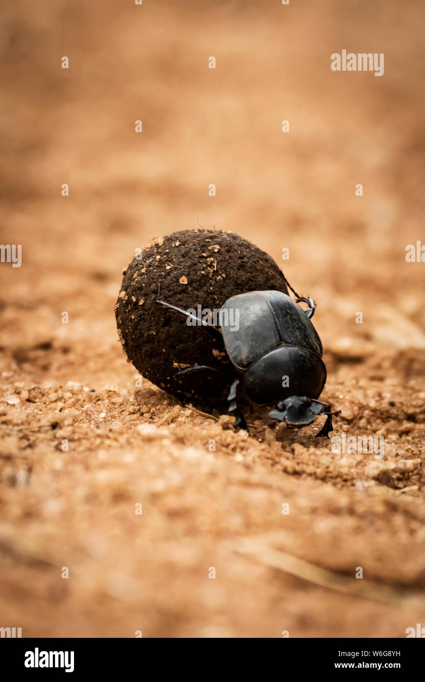 Dung scarabée (Scarabaeidea), boule de Dung sur piste, Serengeti; Tanzanie Banque D'Images