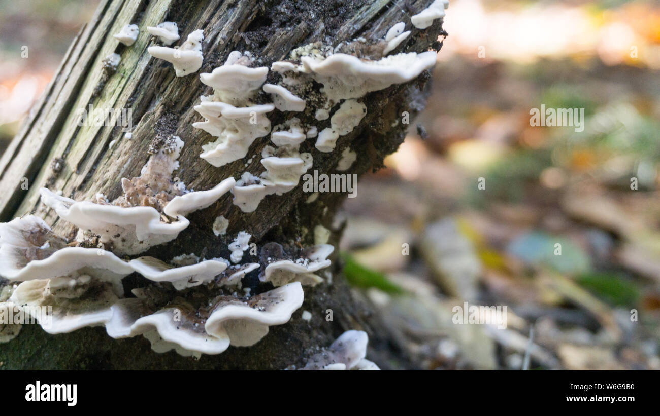 Mushroom sur tige de l'arbre Banque D'Images
