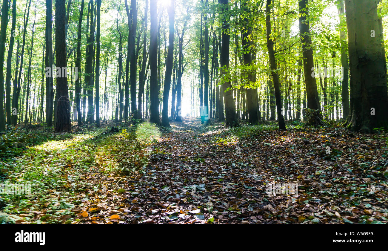 Chemin dans la forêt inondée de lumière reflets Banque D'Images