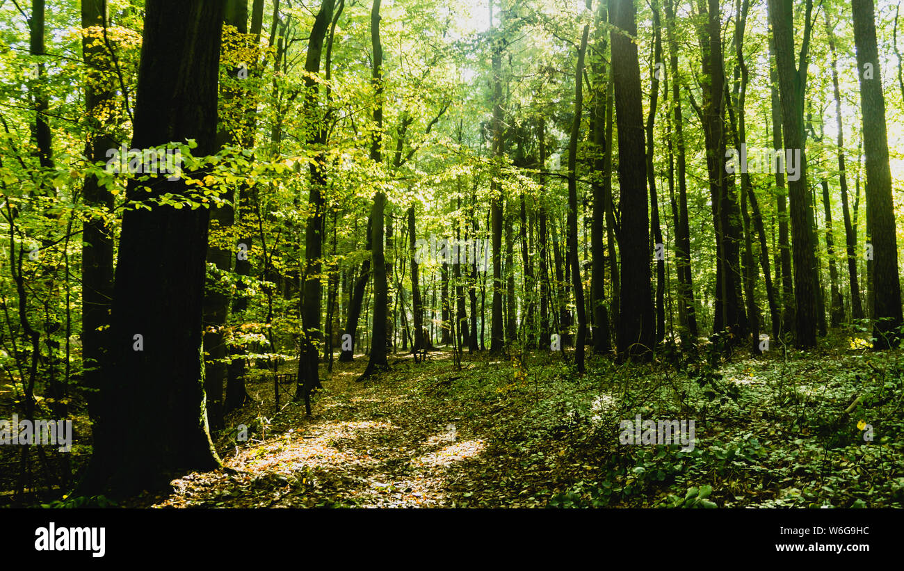 Chemin dans la forêt inondée de lumière Banque D'Images