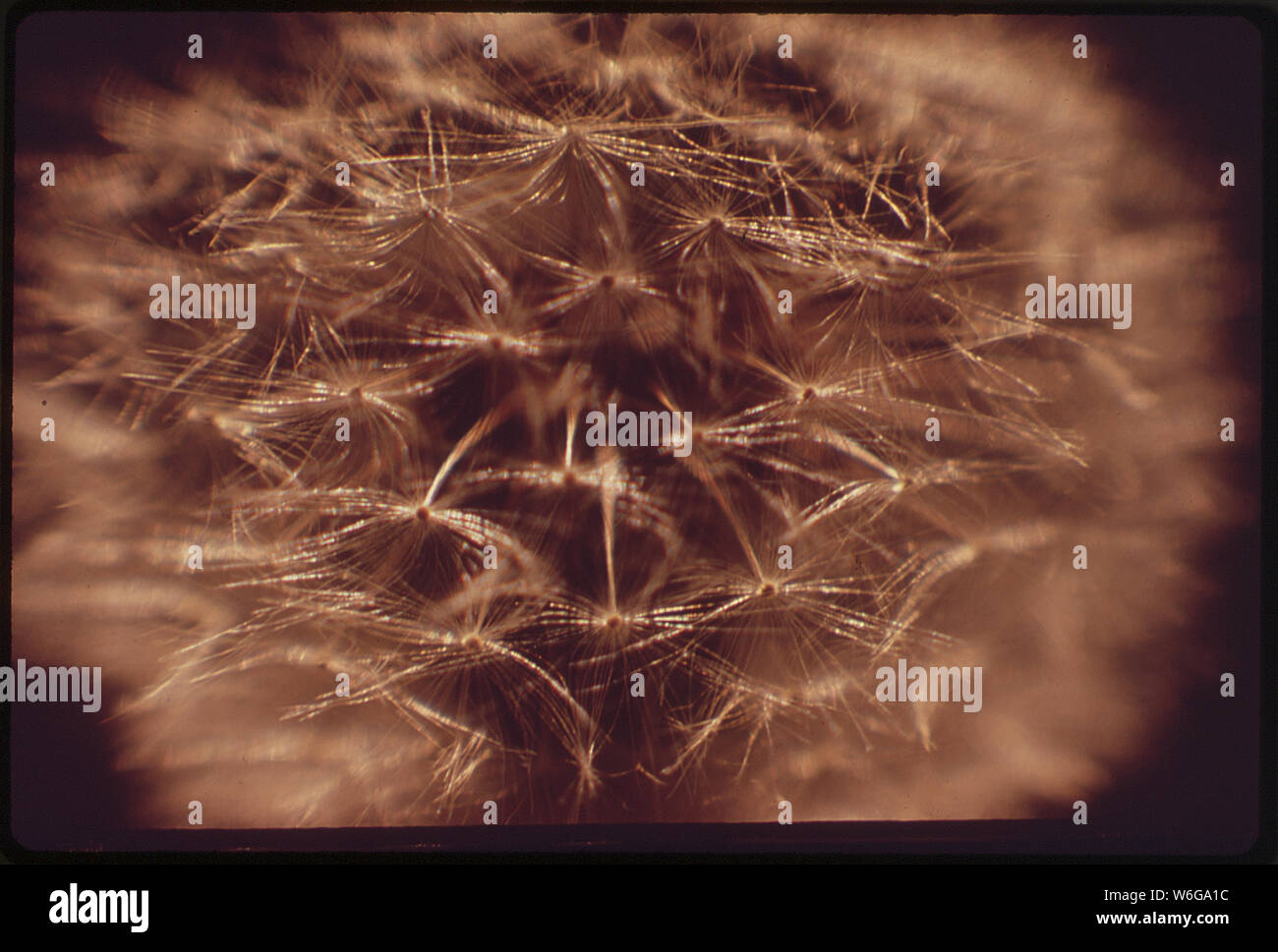 Fleur de pissenlit fait aux semences Banque D'Images