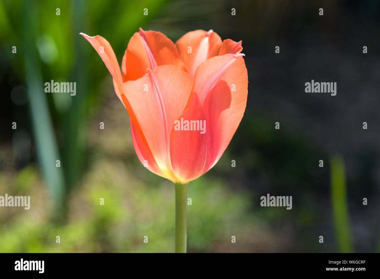 Tulipe rouge - un gros plan sur le rétro-éclairage de la lumière du soleil qui brille sur les pétales d'une tulipe rouge en fleurs. Les Jardins Botaniques de Denver, Colorado, USA. Banque D'Images