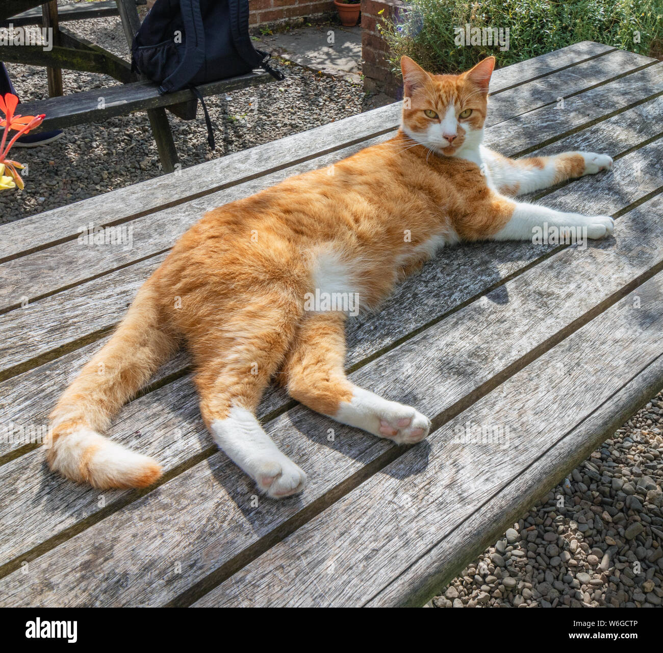 Beau ginger cat allongé sur un banc en bois, regardant la caméra, dans un beau jardin Banque D'Images