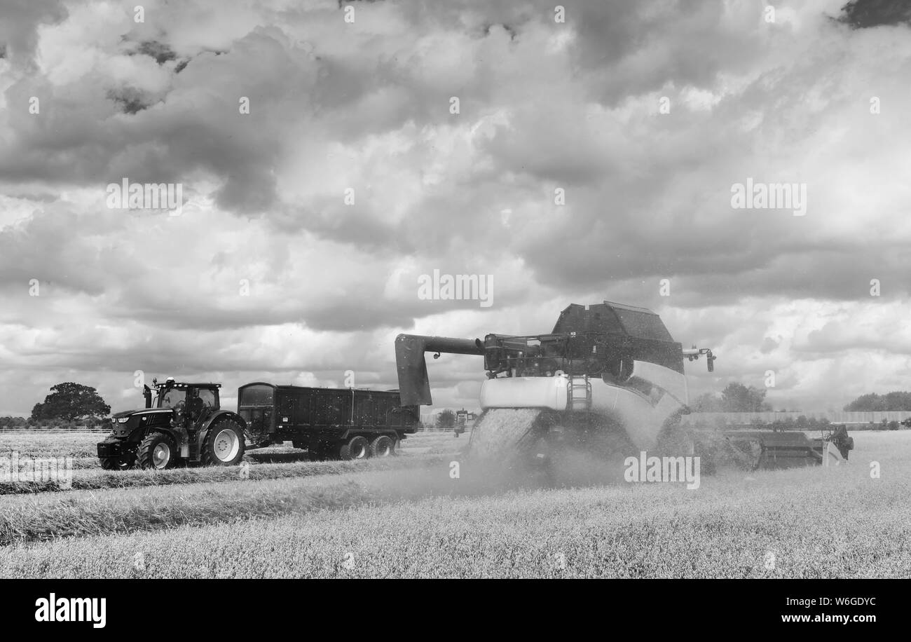 Les machines d'un champ d'avoine récoltes par un beau matin ensoleillé en été, le 10 août 2018 à Beverley, Yorkshire, UK. Banque D'Images