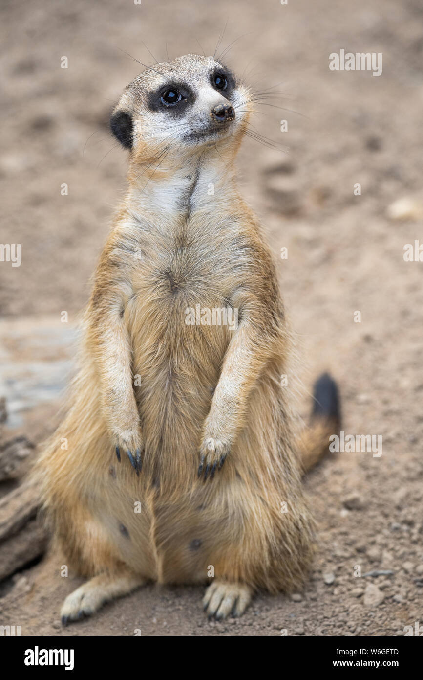 Meerkat Banque D'Images