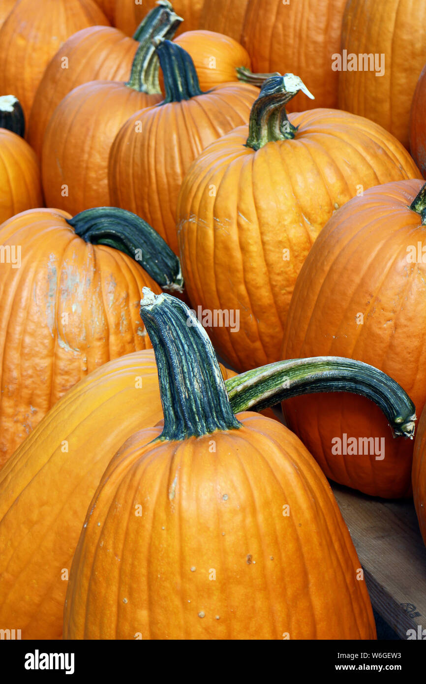 Beaucoup d'hiver coloré marché à la citrouille Banque D'Images