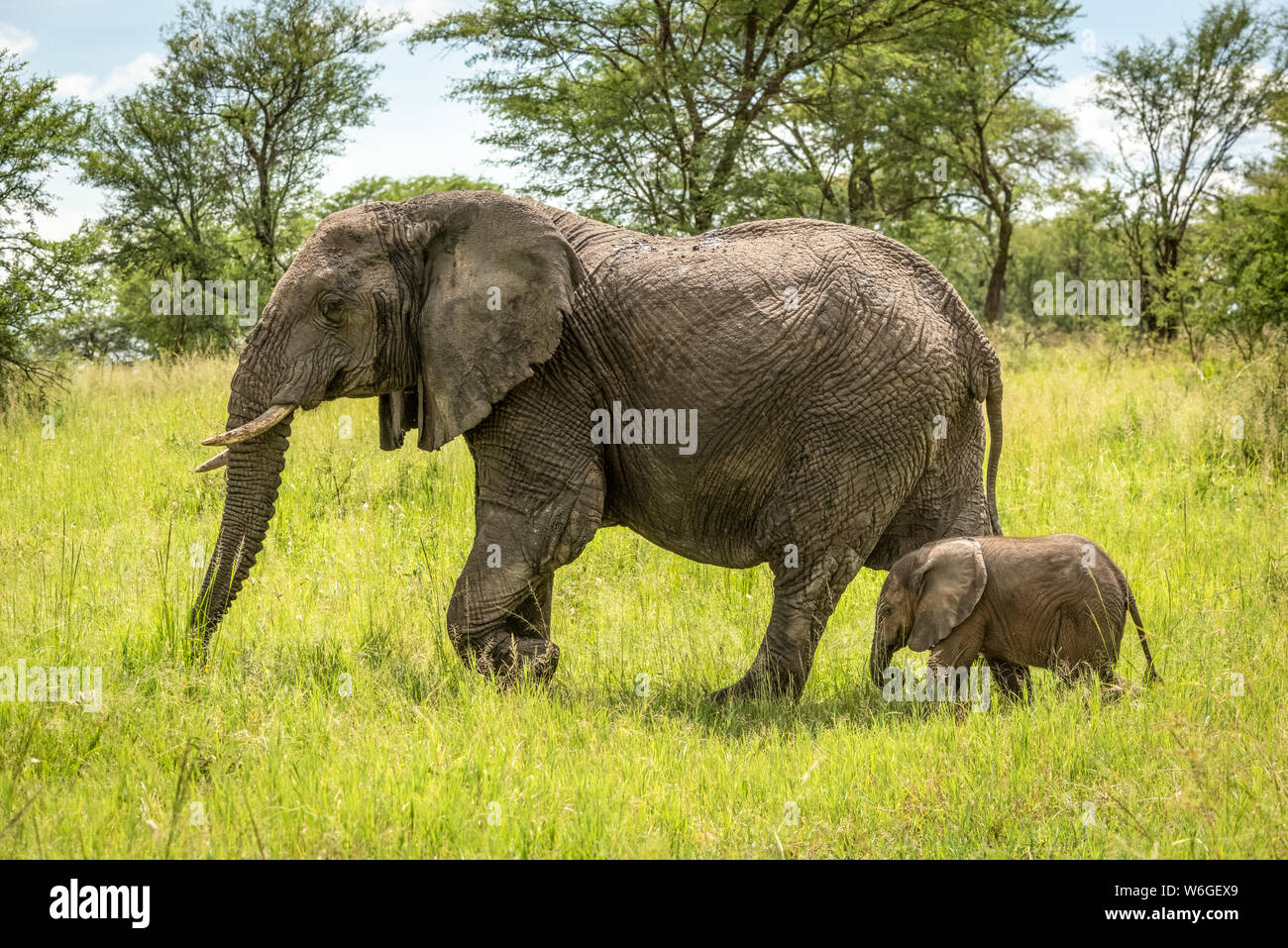 L'éléphant d'Afrique (Loxodonta africana) et le veau marchent à travers le défrichement, parc national du Serengeti; Tanzanie Banque D'Images