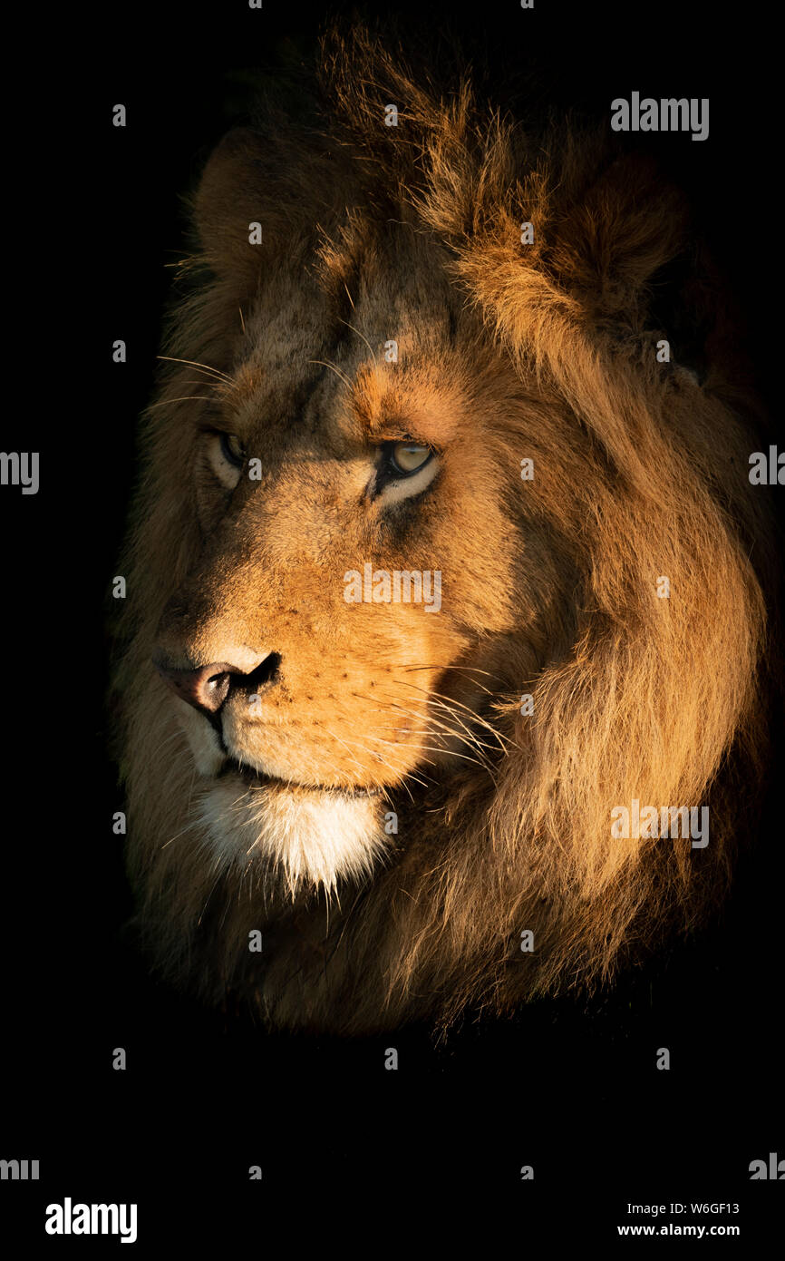 Un lion mâle (Panthera leo) repose avec sa tête baignée dans la lumière dorée de l'aube.Il a une grande manne et est regarder dans la distance.Tourné avec un ... Banque D'Images