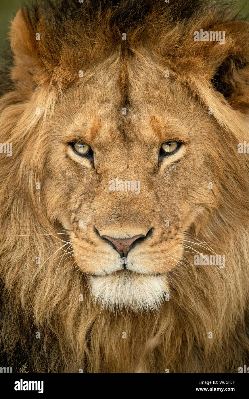 Gros plan de la tête du lion mâle (Panthera leo), qui est en tête du Parc national du Serengeti; Tanzanie Banque D'Images