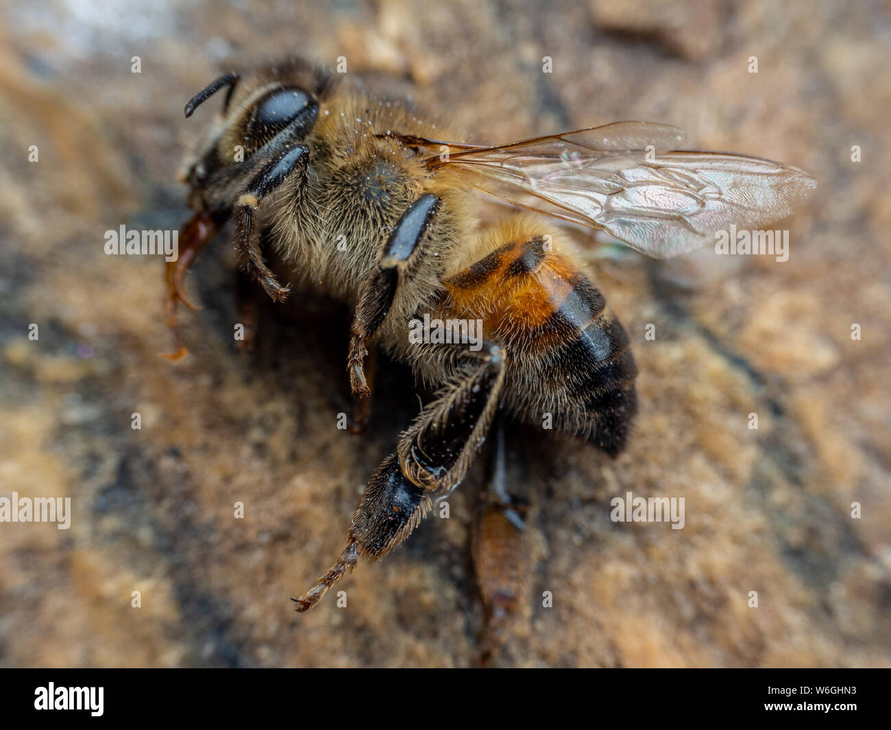 Macro d'abeilles mortes sur le terrain. Banque D'Images
