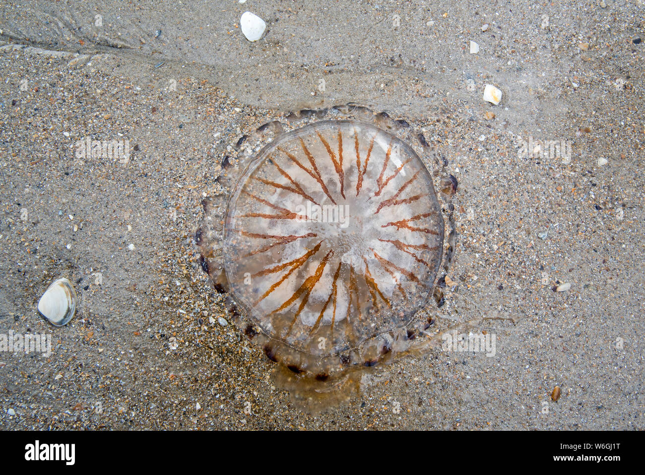 Méduse Chrysaora hysoscella (boussole) s'est échoué sur la plage de sable le long de la côte de la mer du Nord Banque D'Images