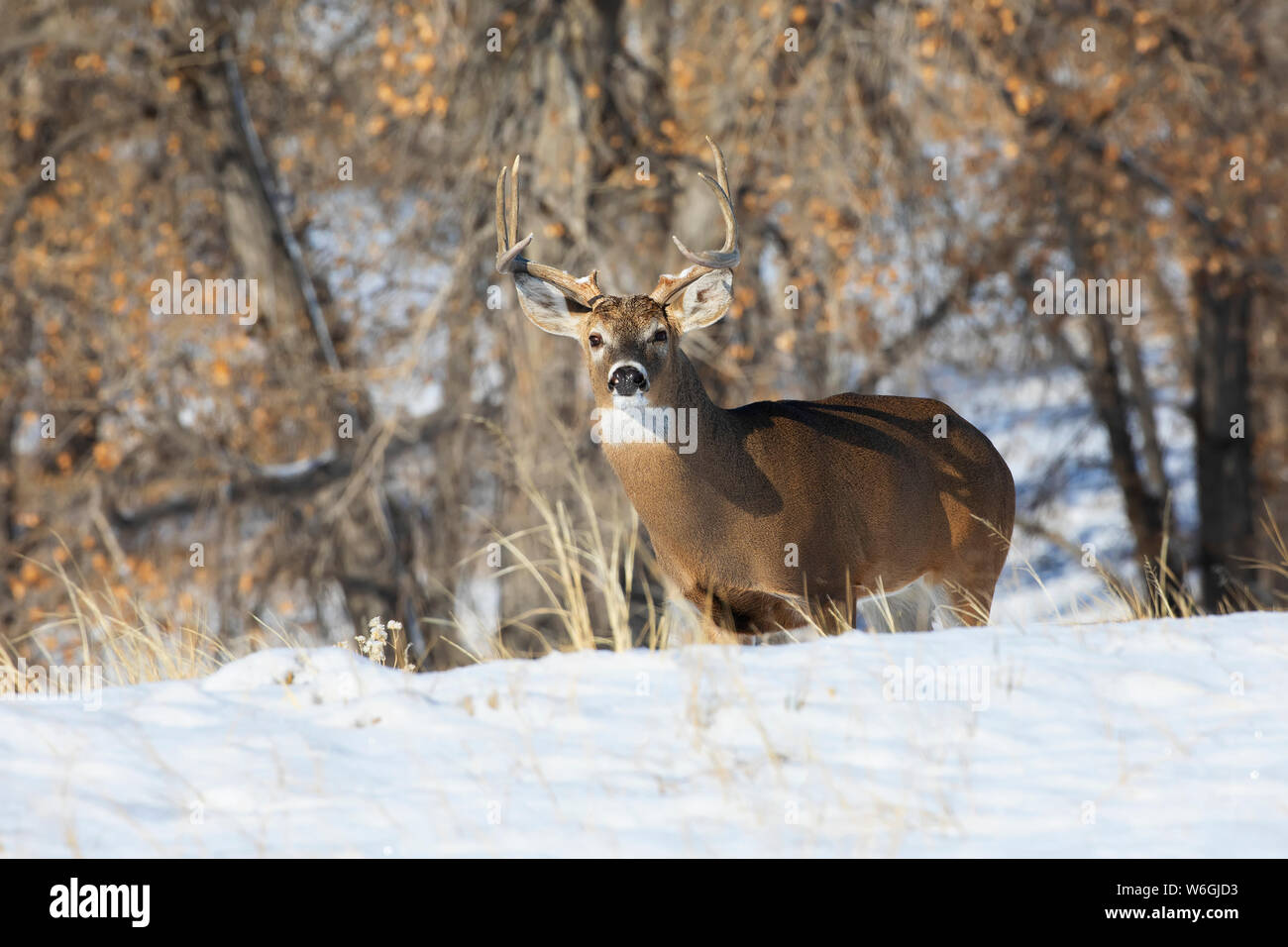 Buck de cerf de Virginie (Odocoileus virginianus) debout dans un champ d'herbe avec de la neige; Denver, Colorado, États-Unis d'Amérique Banque D'Images