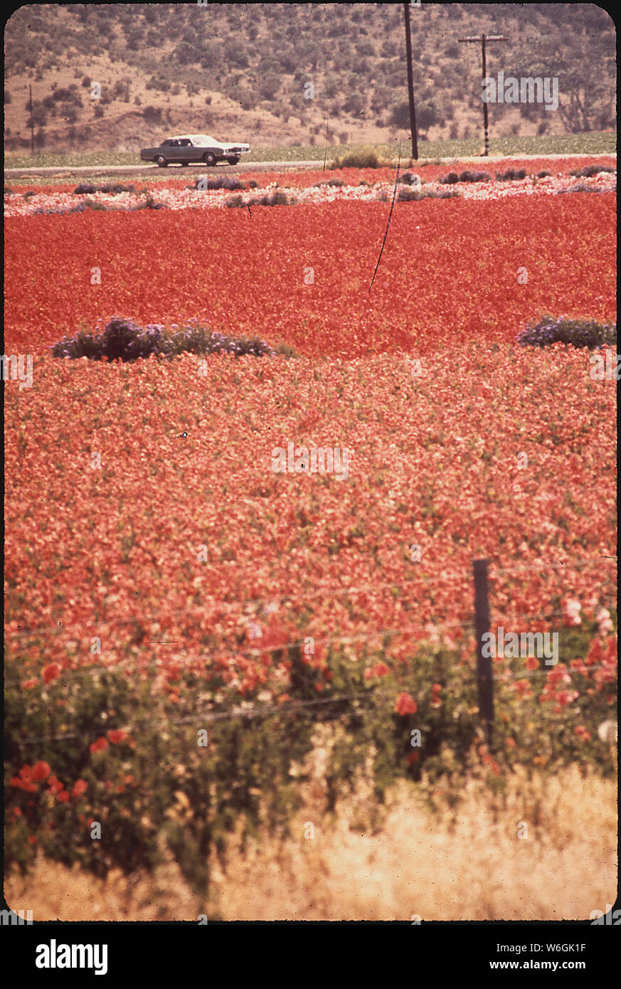 Champs de FLEURS DE LOMPOC où de nombreuses graines de fleurs sont cultivées Banque D'Images