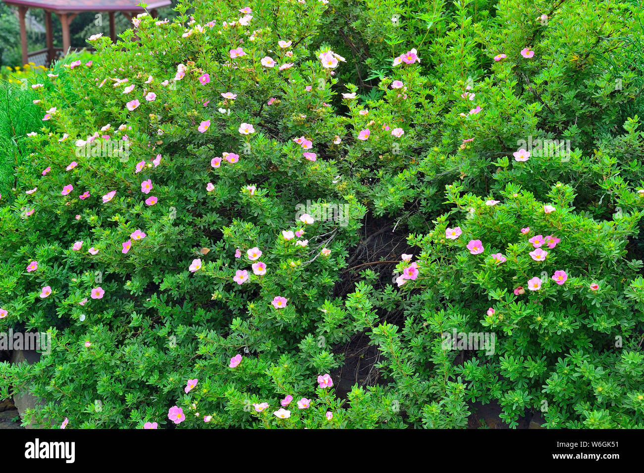Cultivar en fleurs potentille (Dasiphora fruticosa 'Lovely Pink') dans jardin avec fleurs roses - summer background naturelles. Des plantes décoratives dans Banque D'Images