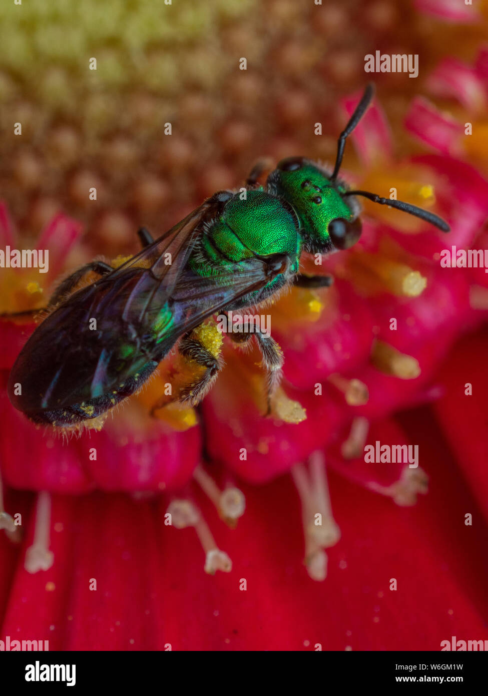 Close-up of a metallic Halictidés wild bee bee (sueur) sur une fleur gerbera rouge Banque D'Images