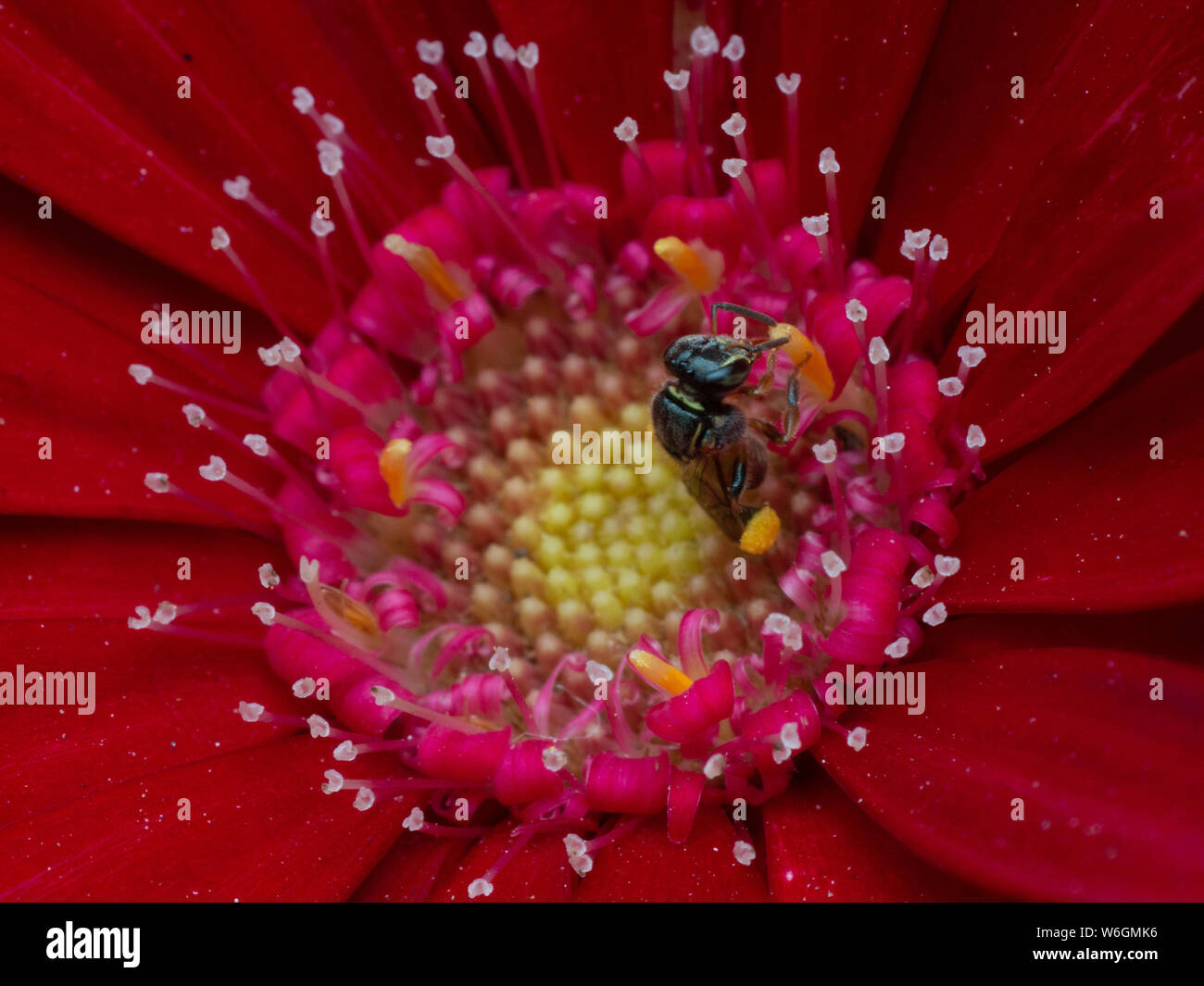 Macro d'une Plebeia abeille sauvage du Brésil sur un Gerbera rouge Banque D'Images