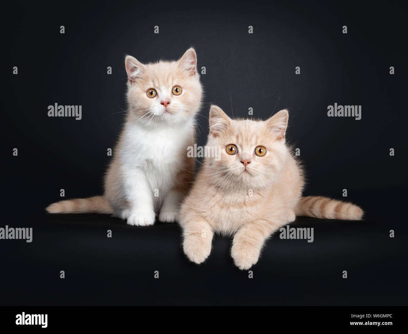 2 Creme Et Blanc Creme Avec British Shorthair Chatons Chat Assis Face A L Avant Looking At Camera Avec Yeux Orange Isole Sur Zone Noire Photo Stock Alamy