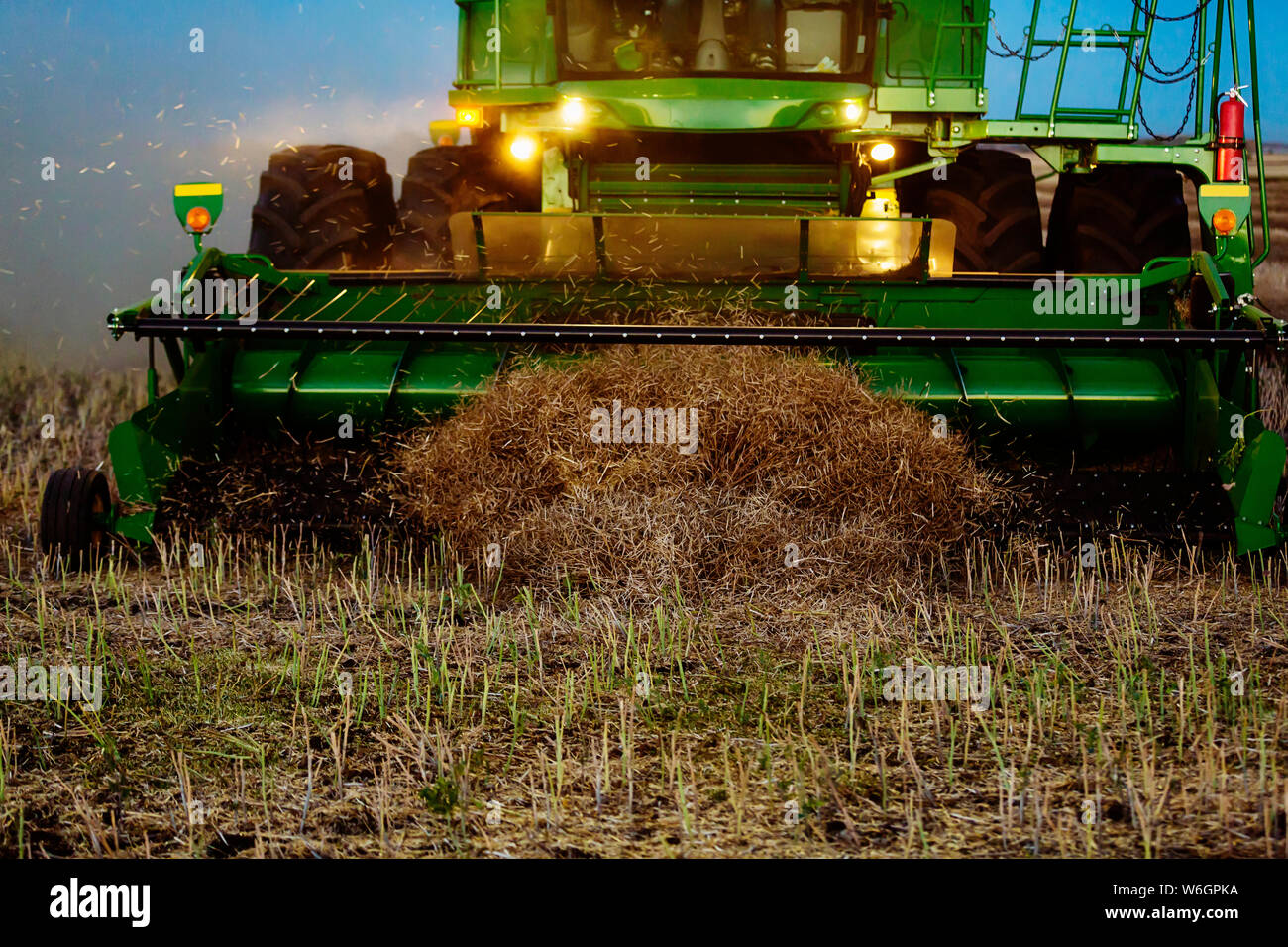 Plan du cueilleur ramasseur d'une moissonneuse-batteuse à la fin de l'andain au cours de la récolte du canola au coucher du soleil ; Legal, Alberta, Canada Banque D'Images