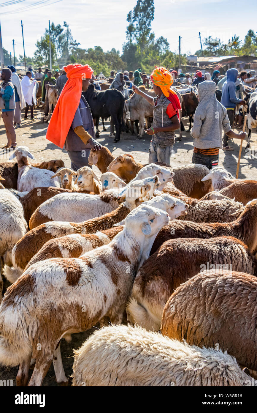 (Ovis aries) au marché du bétail ; Bahir Dar, région d'Amhara, en Éthiopie Banque D'Images