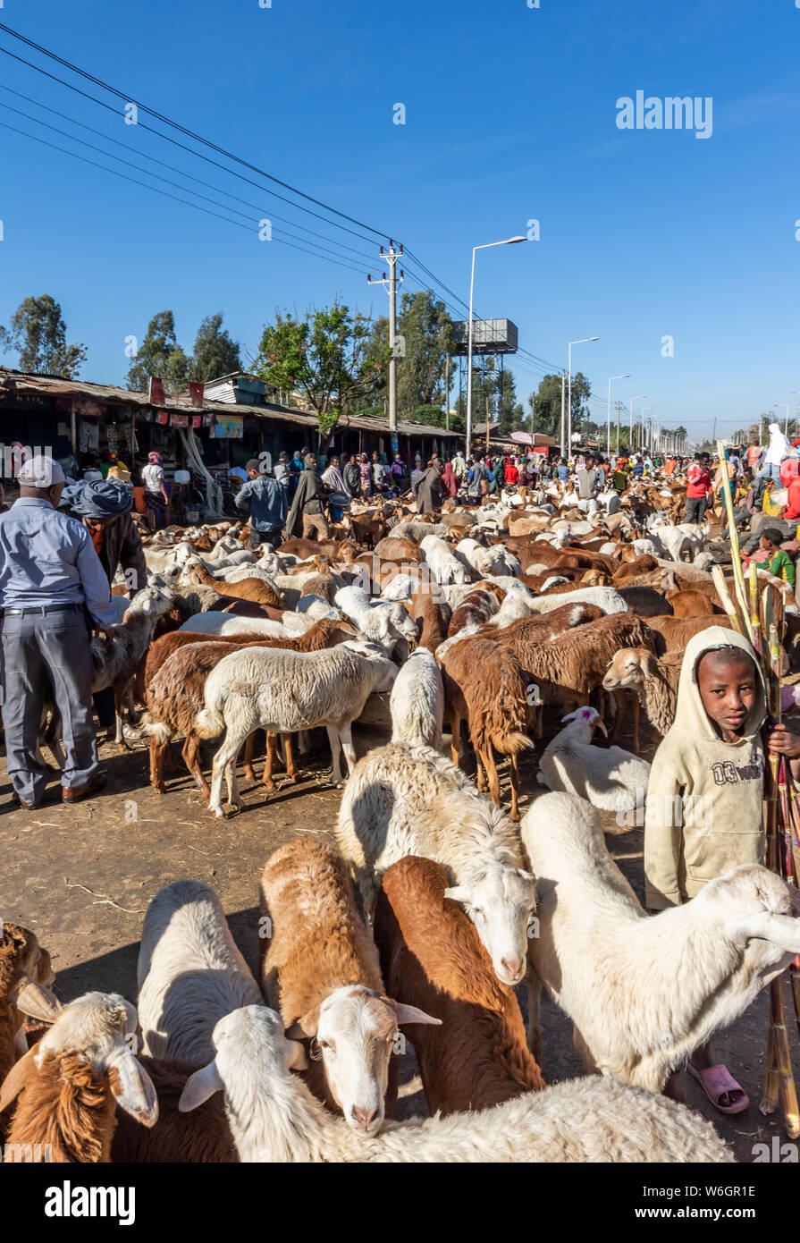 (Ovis aries) au marché du bétail ; Bahir Dar, région d'Amhara, en Éthiopie Banque D'Images
