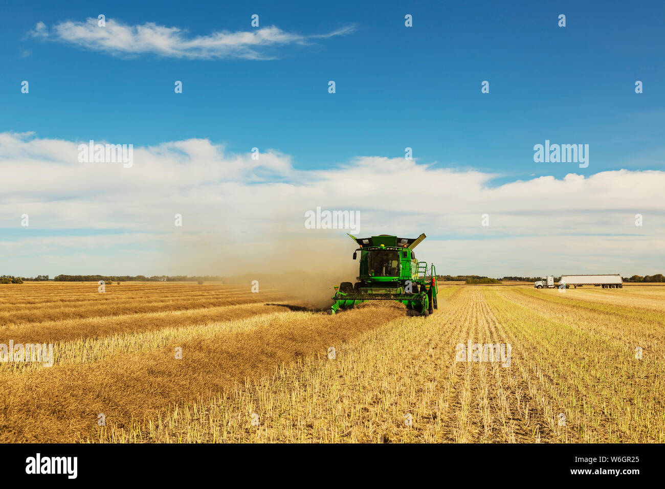 Une moissonneuse-batteuse est à l'œuvre dans le domaine alors qu'un camion de grain attend son prochain chargement lors d'une récolte de canola ; Legal, Alberta, Canada Banque D'Images