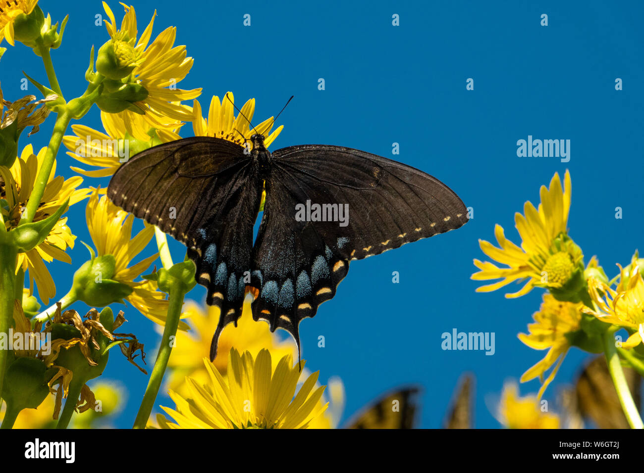 Ailes Noires dans le ciel Banque D'Images