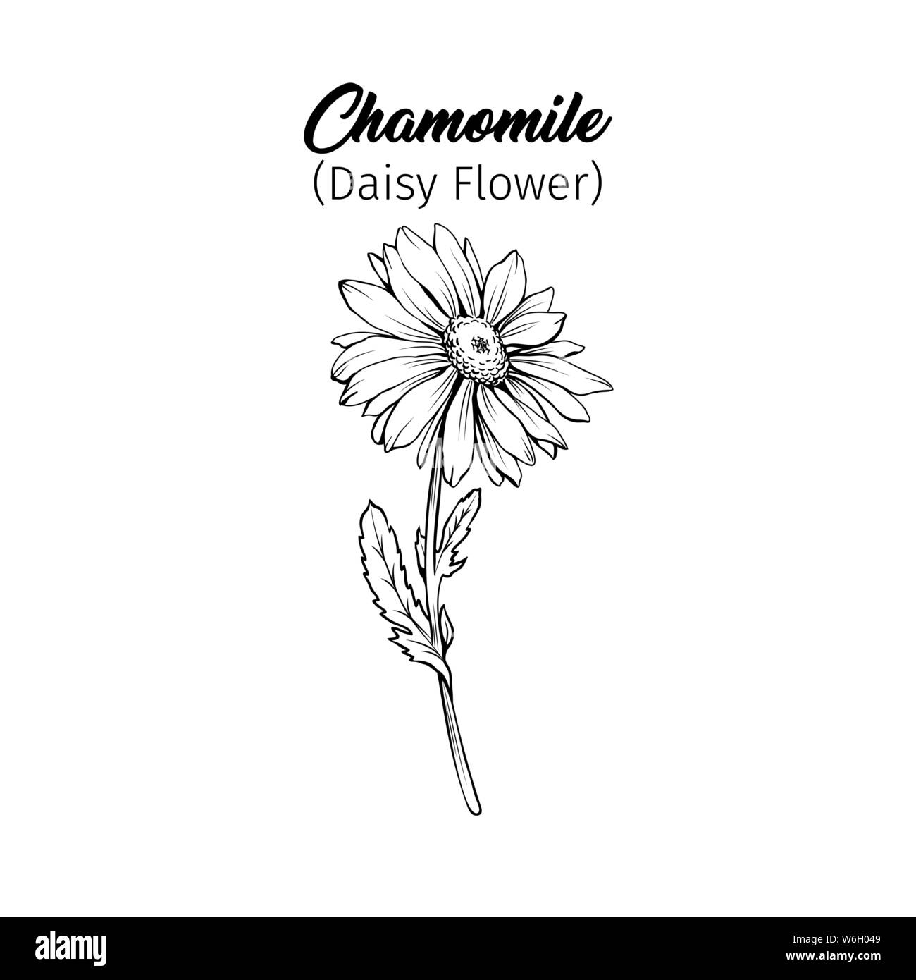 Daisy fleur fleur vector illustration Freehand. La camomille allemande, Matricaria chamomilla esquisse monochrome pétales avec titre. Usine de miel sauvage, flo Illustration de Vecteur