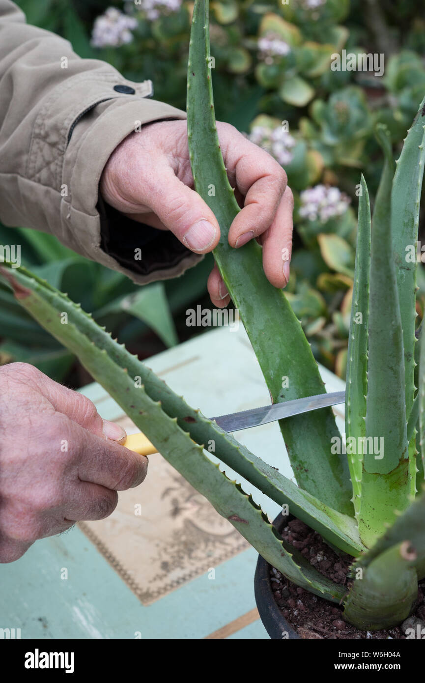 L'aloe vera est une plante succulente espèces cultivées à des fins agricoles, pharmaceutiques et utilisations médicinales. Banque D'Images