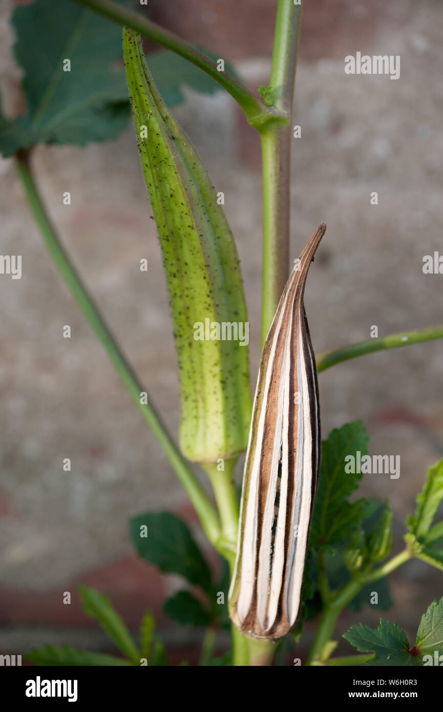 Le gombo (Abelmoschus esculentus), est apprécié pour ses gousses vertes comestibles. Banque D'Images