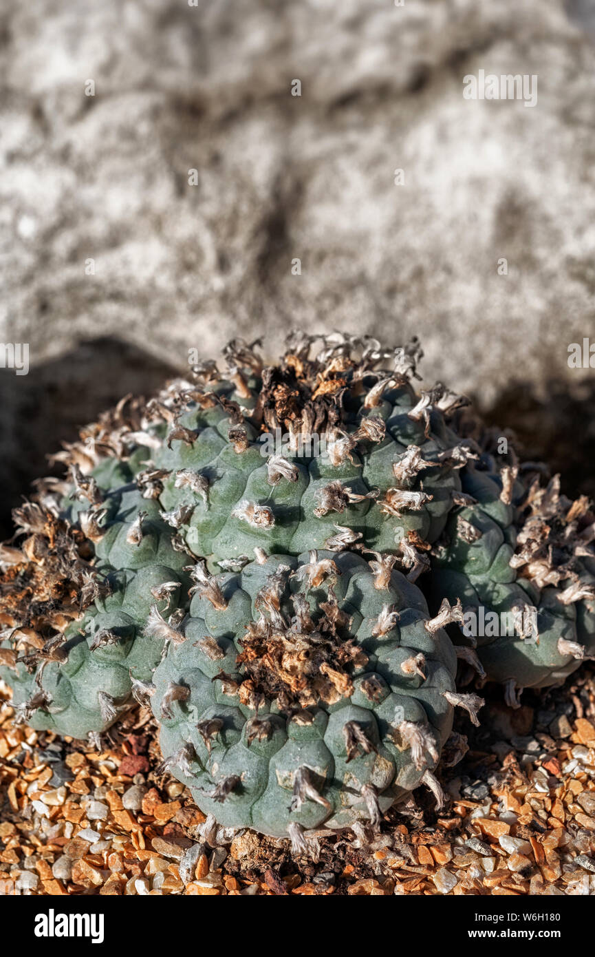 Lophophora wiliamsii peyotl ou est un petit cactus inerme, alcaloïdes psychoactifs, en particulier avec la mescaline. Banque D'Images