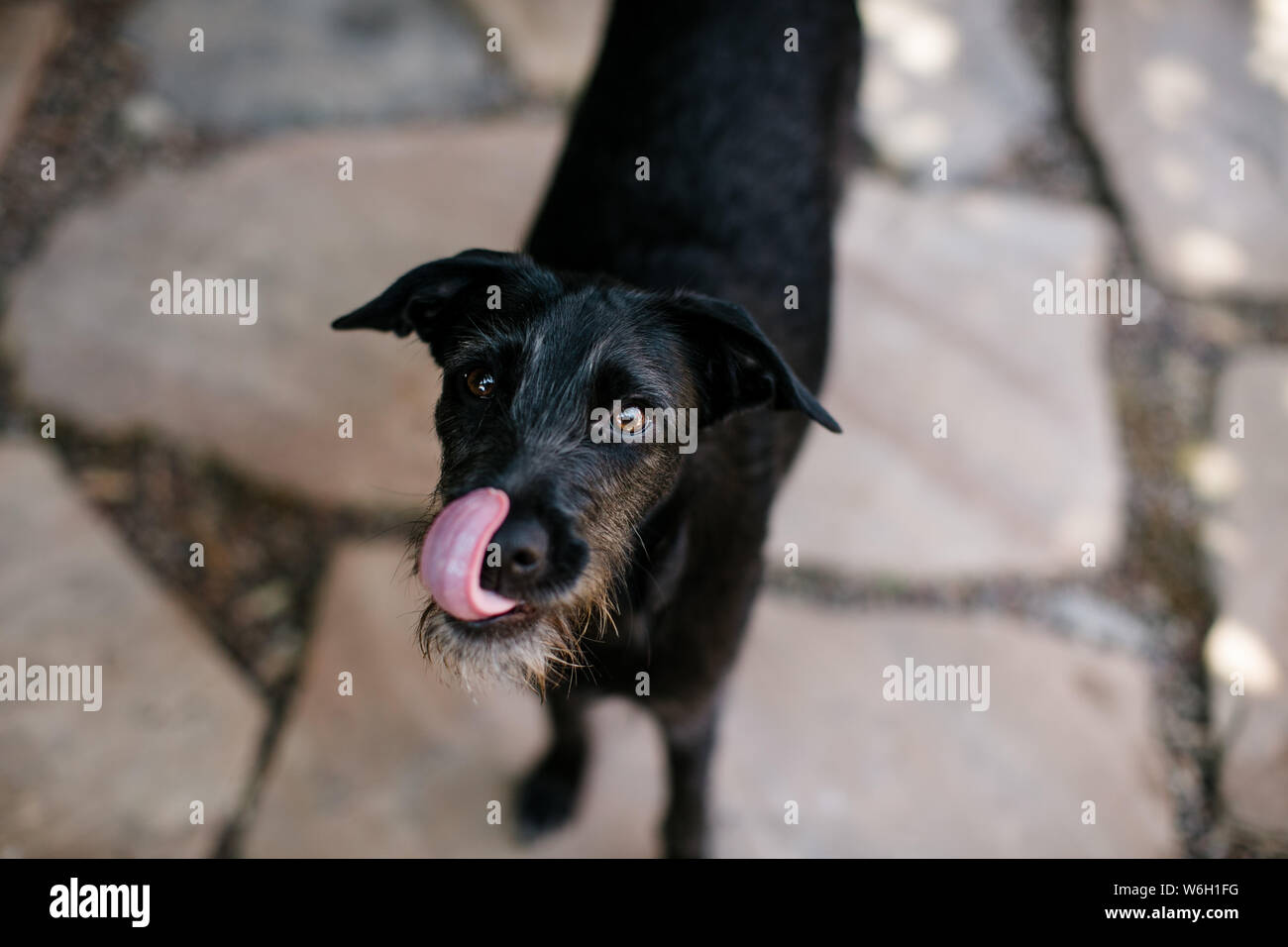 Mélange de Terrier Noir debout sur l'extérieur, sur les pavés d'une journée ensoleillée Banque D'Images