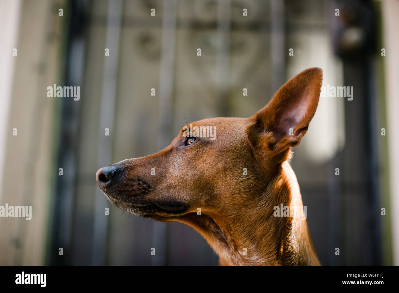 Le chien rouge à l'extérieur sur la terrasse aux beaux jours Banque D'Images