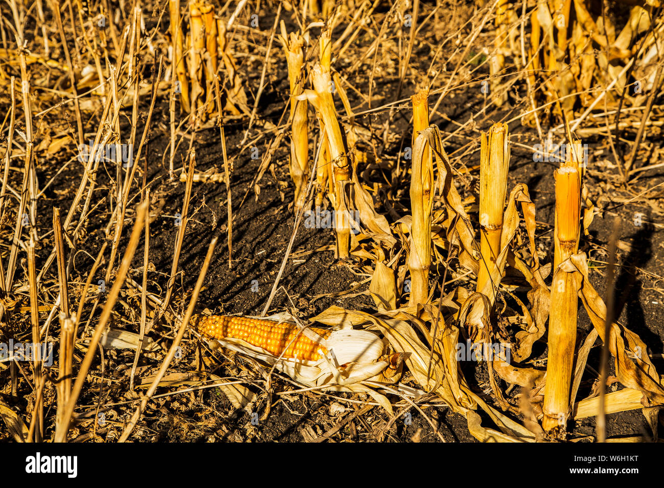 Récolte de maïs séché et mûri au moment de la récolte utilisée pour l'alimentation animale; Edmonton (Alberta), Canada Banque D'Images