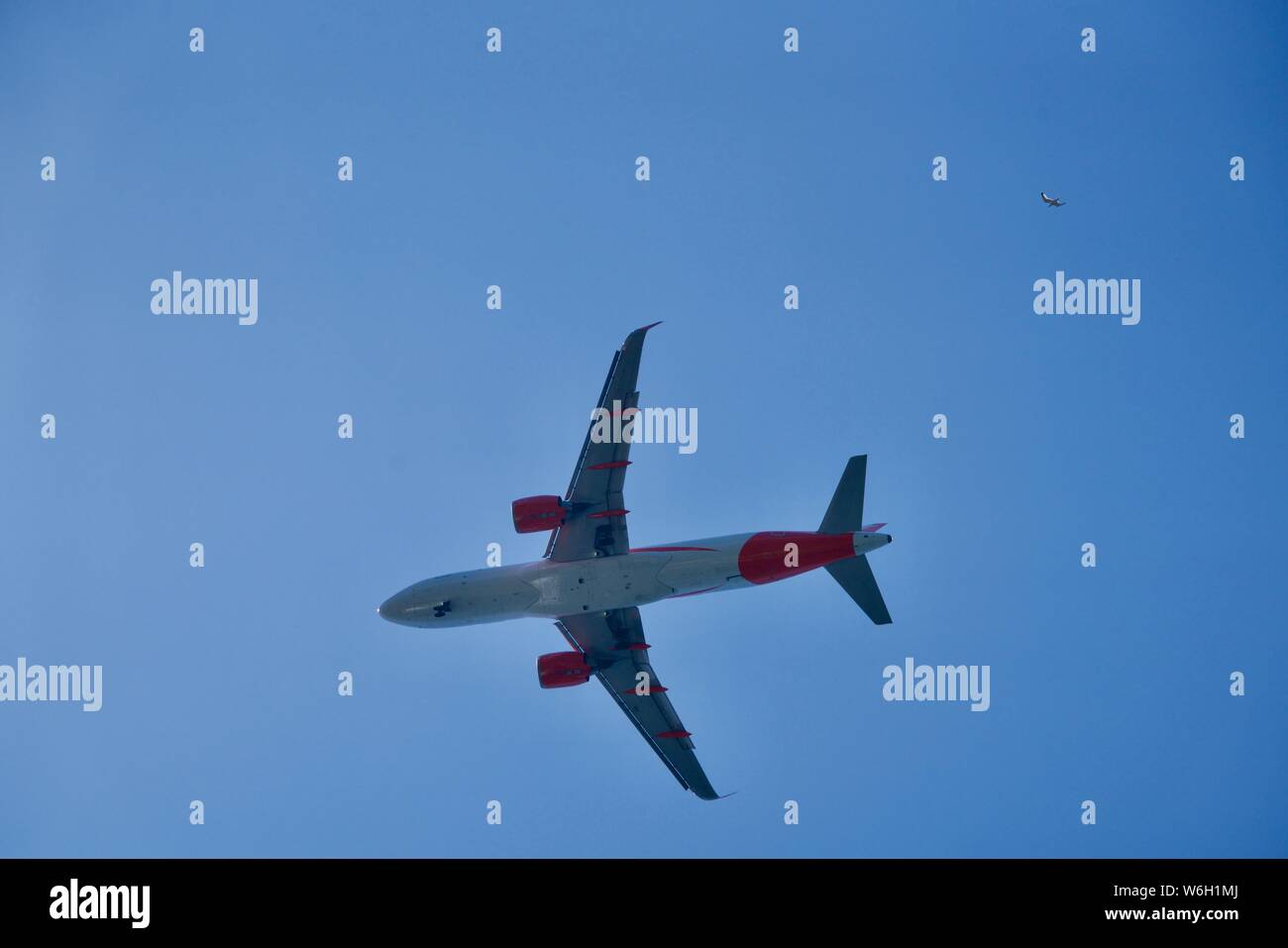 Avion et mouette ensemble dans l'air Banque D'Images