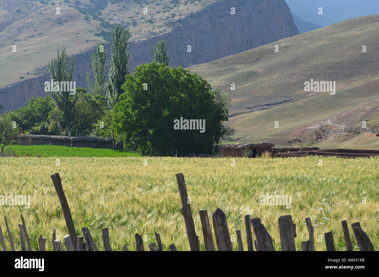 Le Hayfield dans les montagnes, le sud-est de l'Ouzbékistan Hissar Banque D'Images